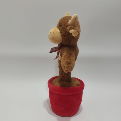 गा रही और नाच रही हाइलैंड गाय